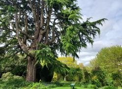 Tree Altamont Gardens