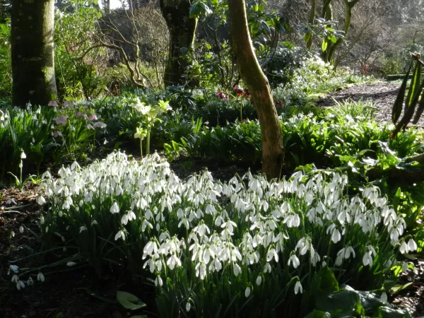 Snow drops in Altamont Gardens